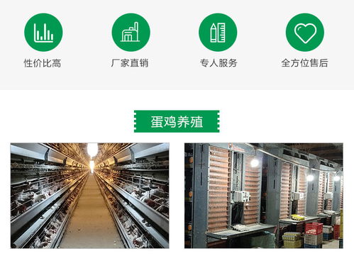 京山德風牧業(yè)科技 專業(yè)雛雞養(yǎng)殖與全方位技術咨詢